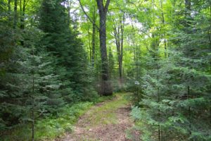Oneida County Wooded Wisconsin Hunting Land!