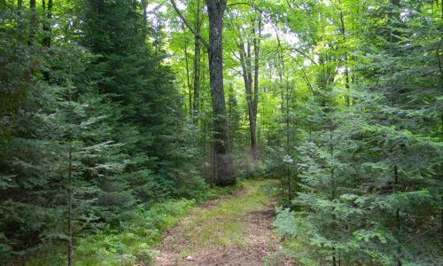 Oneida County Wooded Wisconsin Hunting Land!