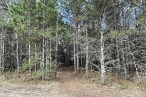 10 Wooded Acres in Northwest Wisconsin for Sale!