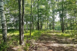 Northwoods WI, 126' Lakefront, 1.4 Wooded Acres of Land!