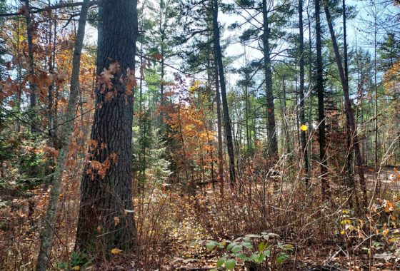 Oneida County WI Wooded Property by Fence Lake $15,900!