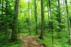 NW Wisconsin, Sawyer County Forest Surround 10 Acre Camp or Cabin Site!