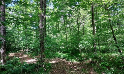 Northern WI Langlade County, Wooded 10 Acre, Camp or Cabin Land!