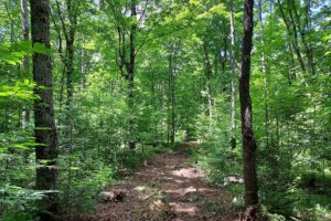 Northern WI Langlade County, Wooded 10 Acre, Camp or Cabin Land!
