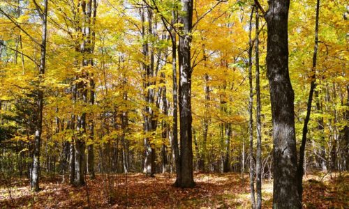 Northern WI Forest County, 4 Acres Wooded Land For Sale!