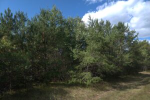 3 Acres Wooded Land For Sale in Wood County Wisconsin