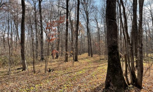 Polk County, WI Wooded Acreage for Sale - 10 Acres!