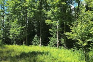 Butternut WI, 4.6 Acre Wooded Real Estate for Sale Just $29,900!