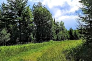 Butternut WI, 4.6 Acre Wooded Real Estate for Sale Just $29,900!