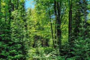 Northern WI 5 Acre Wooded Base Camp Property for Sale!