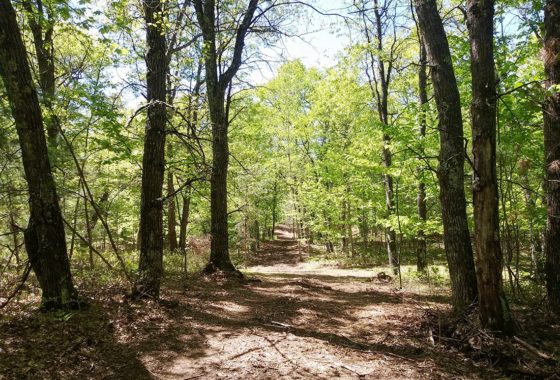 Marinette County, WI 3 Wooded Acres $29,900!