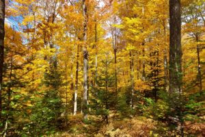 Northern WI Langlade County, Wooded Acreage, Camp or Build by the Lakes!