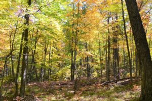 Rhinelander, Wisconsin Area Wooded Lakefront Property for Sale!