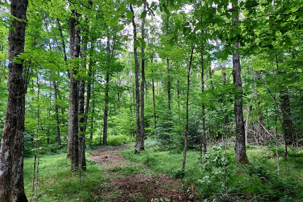 Northern WI 52 Acres Wooded Hunting Property Borders County Forest!