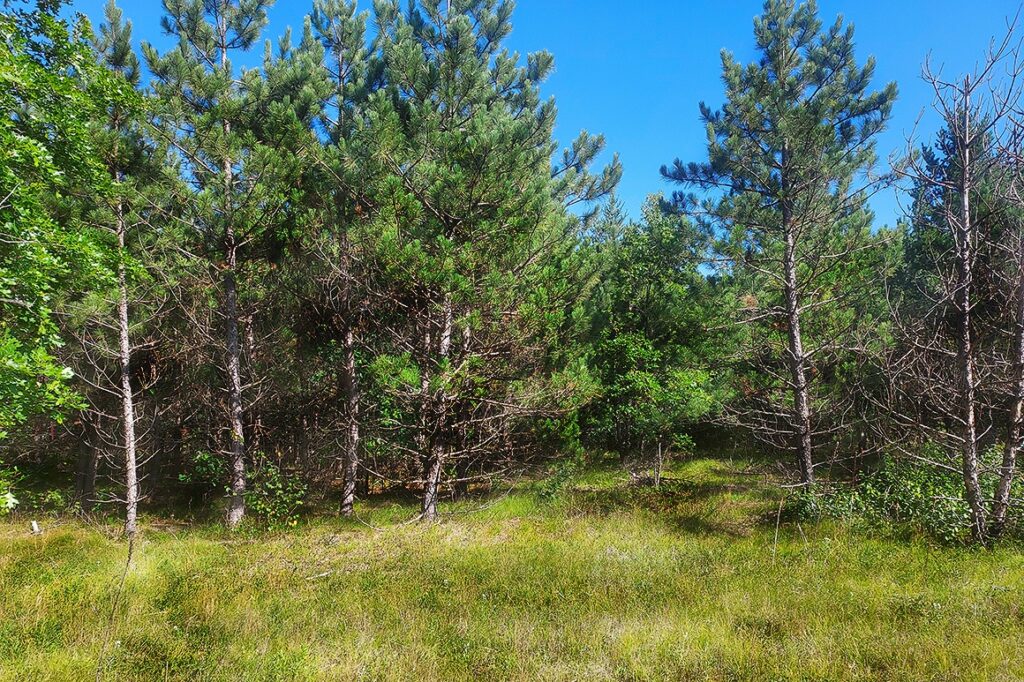 8-Acre Rome, WI area Property For Sale - only $79,900!