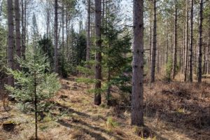 Wisconsin Hunting Land for Sale!