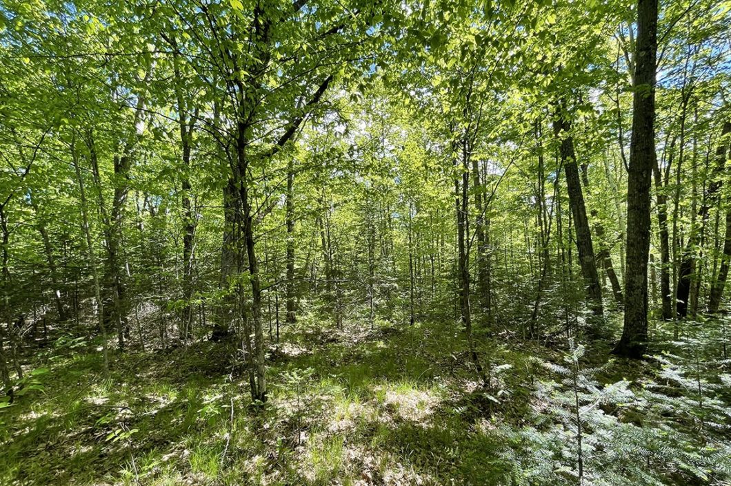 Ten Acre Sawyer County WI Wooded Acreage Just $49,900!