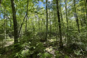 Winter WI 10 Wooded Acres For Sale $49,900!