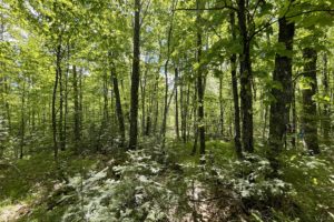 Winter WI 10 Wooded Acres For Sale $49,900!