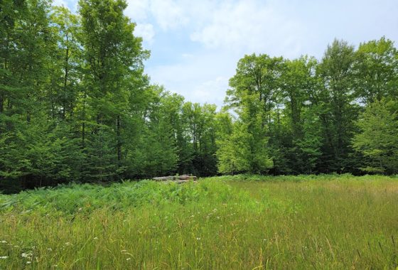 Northern WI 5.5 Acre Wooded Camp or Cabin Site by Butternut Lake!
