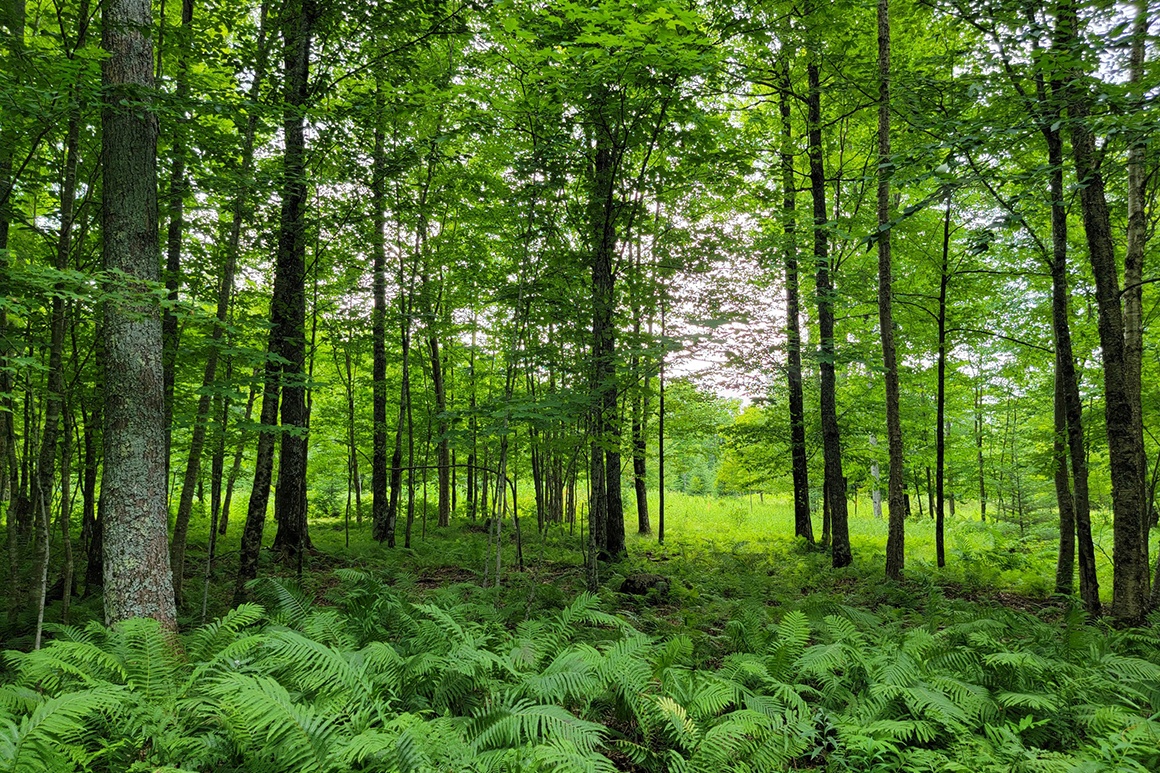 WI Butternut Lake 3 Acre Camp or Cabin Property 19,900! Thousand