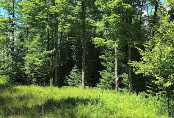 Northern WI Wooded 3 Acre Camp or Cabin Site Only $25,900!