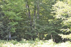 Ashland County, WI Wooded 3 Acre Camp or Cabin Site!