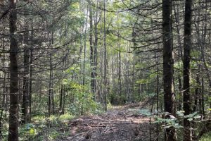 Northern WI Wooded Property for Sale by the Chequamegon National Forest only $19,900!