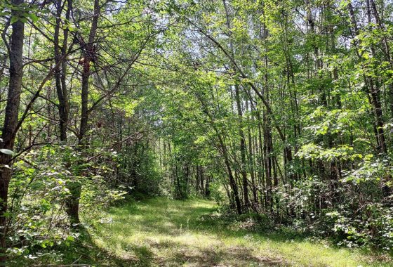 Buildable, Wooded WI Acreage near Beecher in Marinette County!