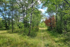 Buildable, Wooded WI Acreage near Beecher in Marinette County!