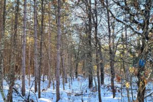 Juneau County WI, 5 Acres of Wooded Recreational Property for Sale!