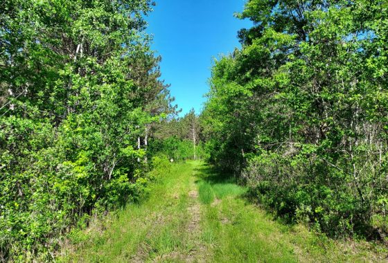Central Wisconsin Juneau County 27 Acres for Sale by All Sports Lake!