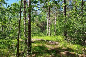 Central Wisconsin Juneau County 27 Acres for Sale by All Sports Lake!