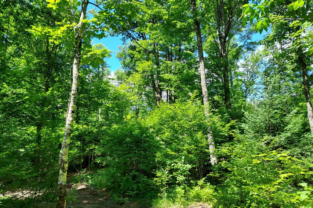 Northern WI Recreational Property - 11 Wooded Acres Next to County Forest!