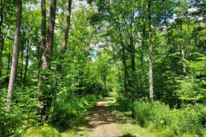 Wisconsin Northwoods, 34 Acres of Hunting Land!