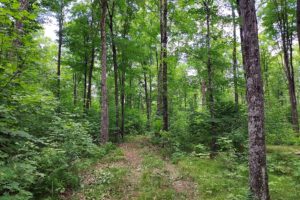 Wisconsin Northwoods, 13 Acres of Hunting Land!