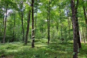 76 Acres, Woods & Wildlife Bordering Langlade County Forestlands!