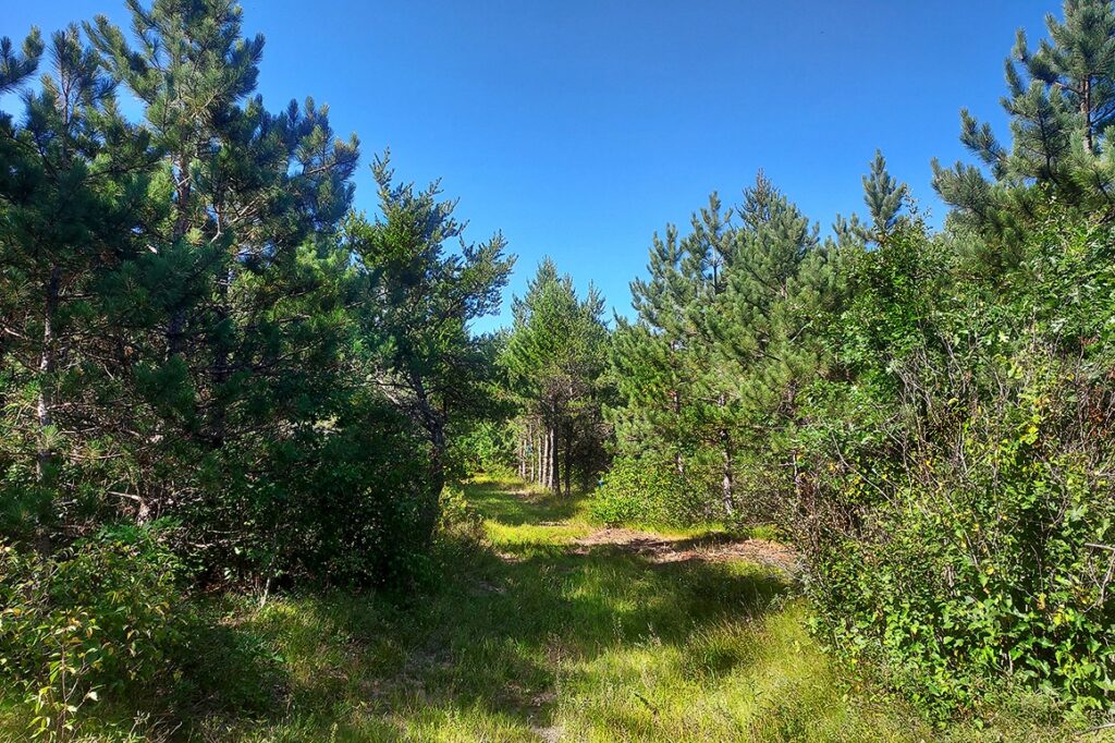 8.1 Acres Next to State Land and Trout Fishing in Central WI!