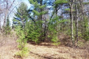 Oneida County, Wisconsin 7 Wooded Acres by the Lakes!