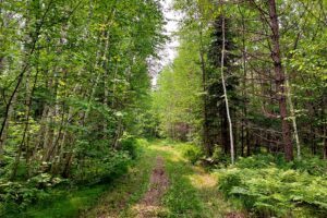 9.2 Acres with Pond - Build Your Dream Retreat in Forest County, WI