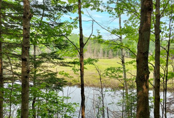 9.2 Acres with Pond - Build Your Dream Retreat in Forest County, WI