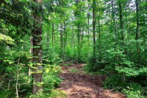 2 Acres Land For Sale near Nicolet National Forest in Northern Wisconsin