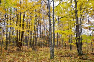3 Acres Land For Sale in Marinette County, Wisconsin