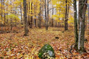 3 Acres Land For Sale in Marinette County, Wisconsin