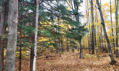 2 Acres Wooded Land For Sale in Marinette County, Wisconsin