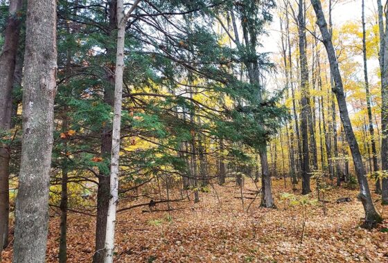 2 Acres Wooded Land For Sale in Marinette County, Wisconsin