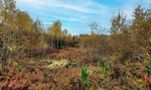 3.2 Acre Wooded Land - Build, Hunt, Fish, Hike in Forest County, WI