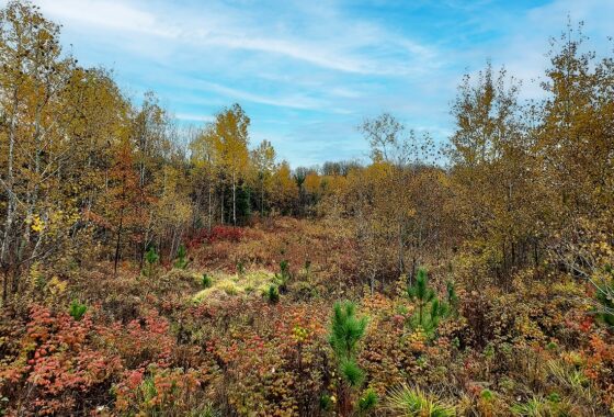 3.2 Acre Wooded Land - Build, Hunt, Fish, Hike in Forest County, WI