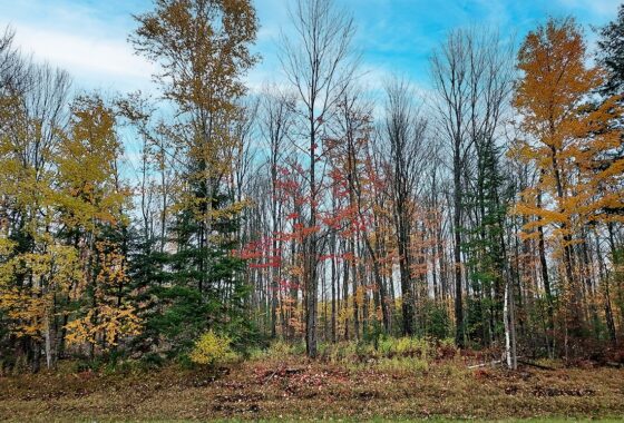 6-Acre Wooded Buildable Land near Lakes in Forest County, WI
