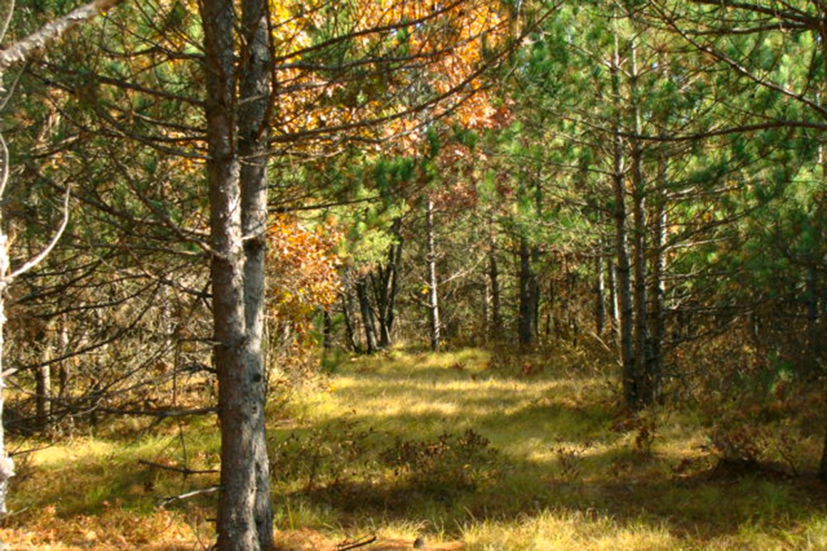 Wisconsin Camping Land for Sale Thousand Lakes Realty